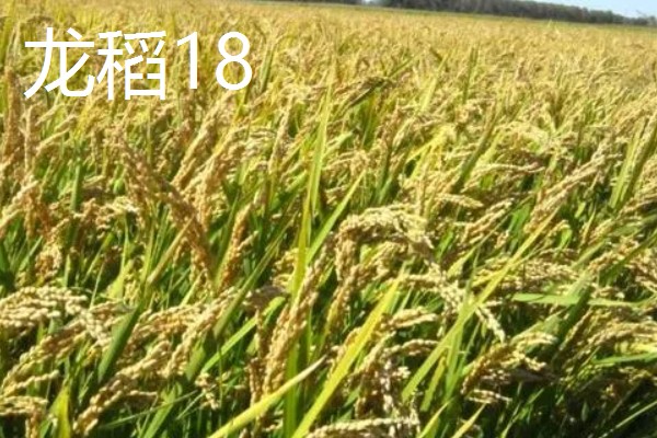 水稻种子品种推荐，推荐五优稻2号、越光等