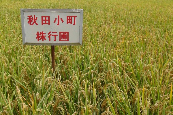 水稻种子品种推荐，推荐五优稻2号、越光等