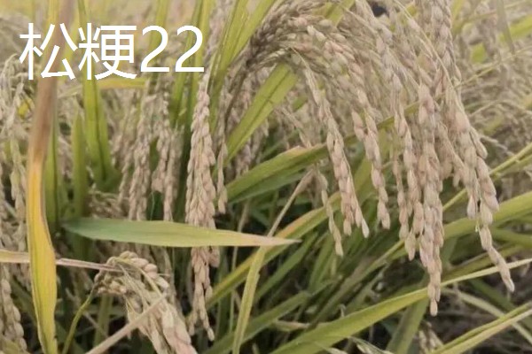 水稻种子品种推荐，推荐五优稻2号、越光等