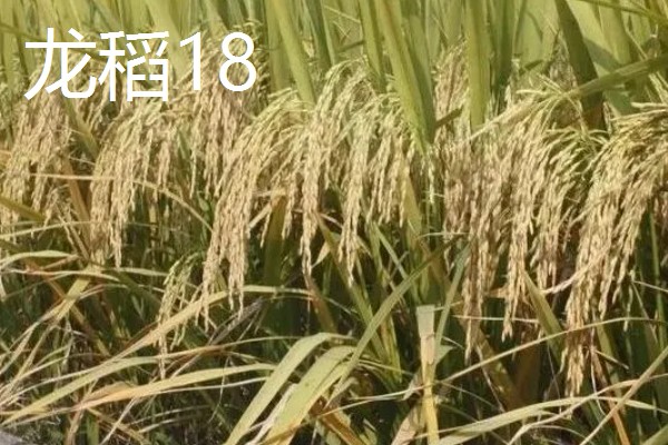 水稻种子品种推荐，推荐五优稻2号、越光等