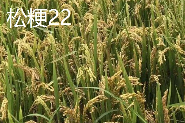 水稻种子品种推荐，推荐五优稻2号、越光等