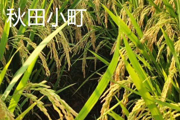 水稻种子品种推荐，推荐五优稻2号、越光等
