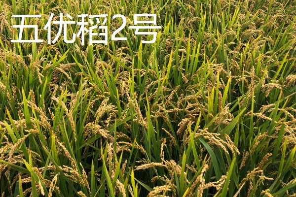 水稻种子品种推荐，推荐五优稻2号、越光等