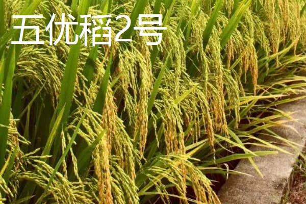 水稻种子品种推荐，推荐五优稻2号、越光等