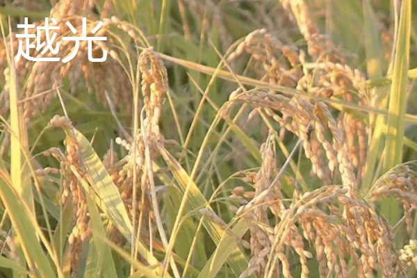 水稻种子品种推荐，推荐五优稻2号、越光等