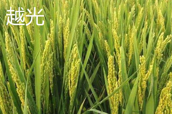 水稻种子品种推荐，推荐五优稻2号、越光等