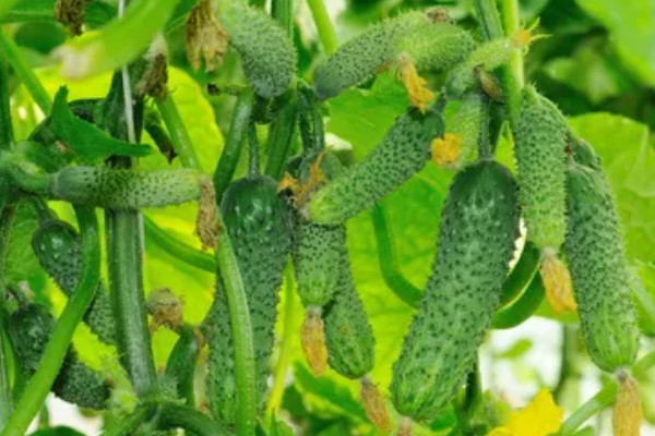 黄瓜的种类，分为刺黄瓜、鞭黄瓜和秋黄瓜三种