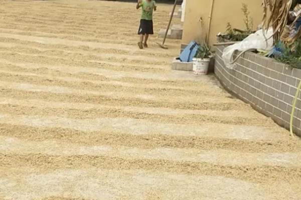 水稻种子品种推荐，推荐五优稻2号、越光等