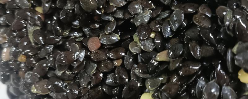 百香果的籽能吃吗,是可以吃的