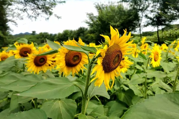 哪种小黄花近似向日葵，常见非洲菊、结香花、金光菊等品种