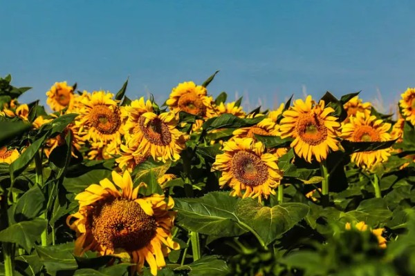 哪种小黄花近似向日葵，常见非洲菊、结香花、金光菊等品种