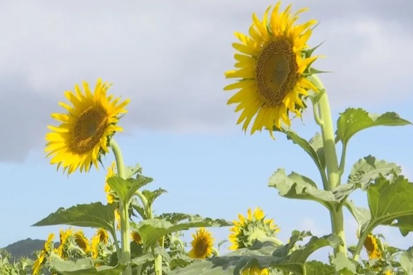 哪种小黄花近似向日葵，常见非洲菊、结香花、金光菊等品种