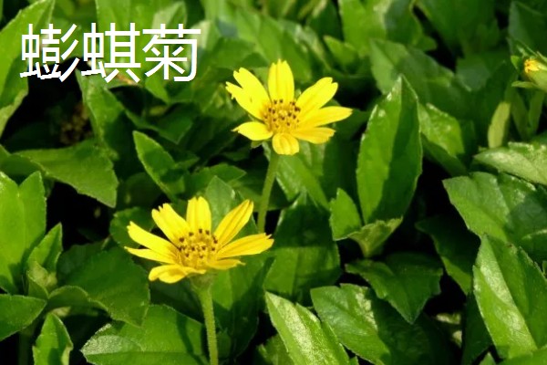 哪种小黄花近似向日葵，常见非洲菊、结香花、金光菊等品种