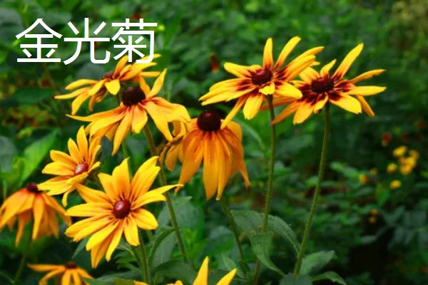 哪种小黄花近似向日葵，常见非洲菊、结香花、金光菊等品种