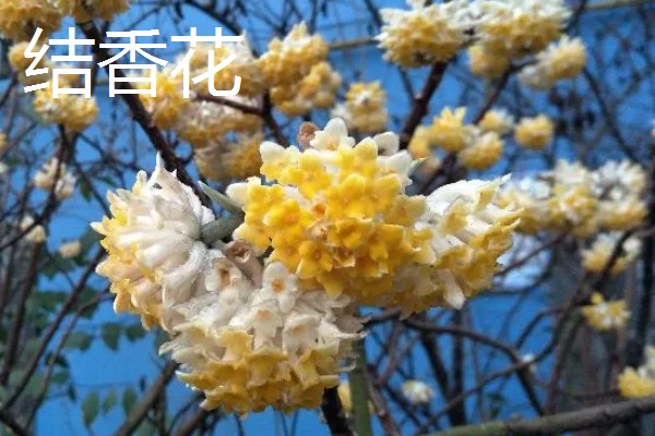 哪种小黄花近似向日葵，常见非洲菊、结香花、金光菊等品种