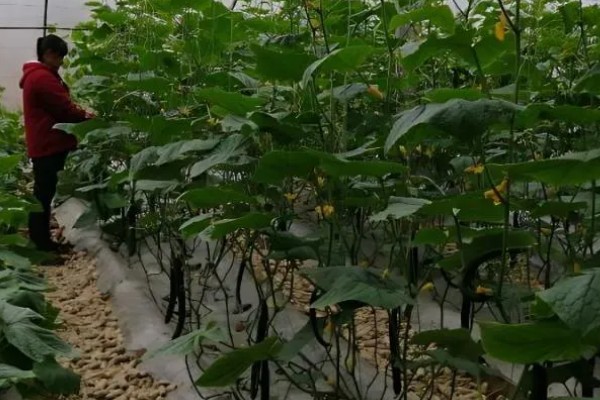 黄瓜的种类，分为刺黄瓜、鞭黄瓜和秋黄瓜三种