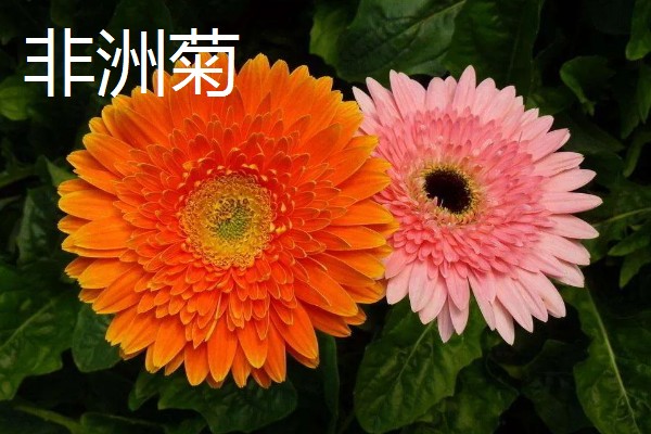 哪种小黄花近似向日葵，常见非洲菊、结香花、金光菊等品种