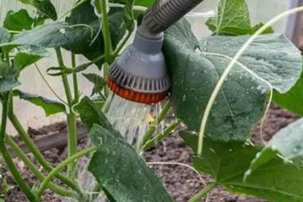 黄瓜的种类，分为刺黄瓜、鞭黄瓜和秋黄瓜三种