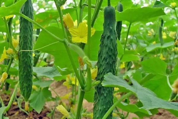 黄瓜的种类，分为刺黄瓜、鞭黄瓜和秋黄瓜三种