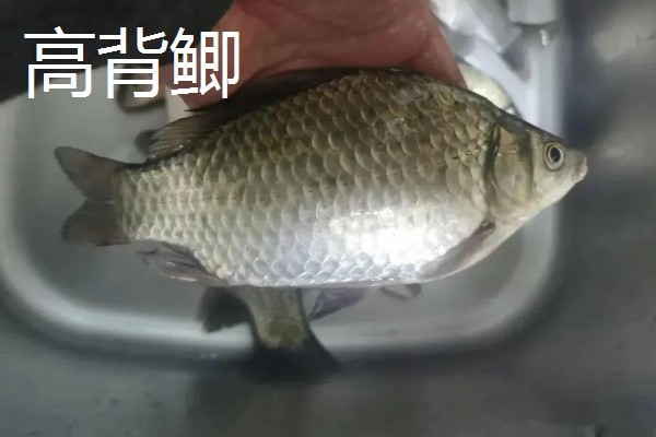鲫鱼的产地,世界各地的淡水水域均有产