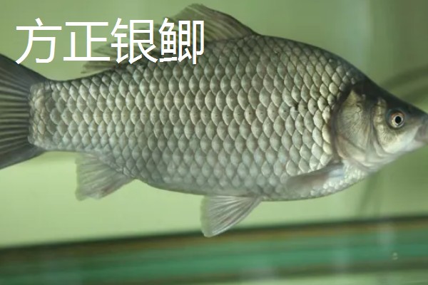 鲫鱼的产地,世界各地的淡水水域均有产
