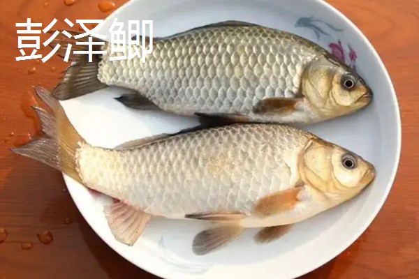 鲫鱼的产地,世界各地的淡水水域均有产