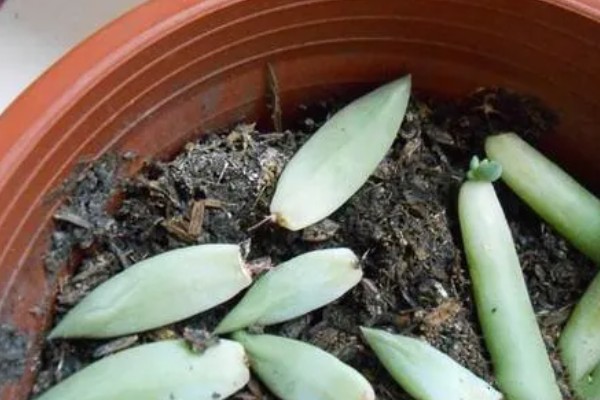 千佛手如何繁殖，可叶插、播种或分株繁殖