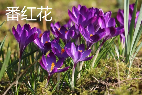 秋天开的花有哪些，常见的有金花茶、番红花等