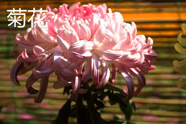 秋天开的花有哪些，常见的有金花茶、番红花等