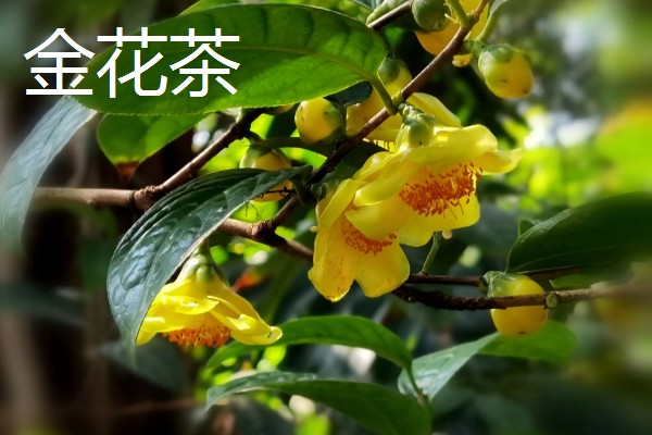 秋天开的花有哪些，常见的有金花茶、番红花等