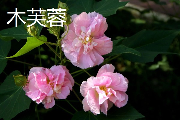 秋天开的花有哪些，常见的有金花茶、番红花等
