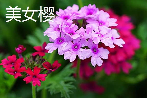 秋天开的花有哪些，常见的有金花茶、番红花等