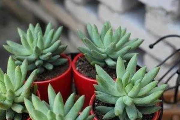 千佛手如何繁殖，可叶插、播种或分株繁殖