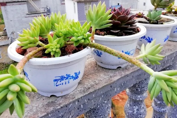 千佛手如何繁殖，可叶插、播种或分株繁殖