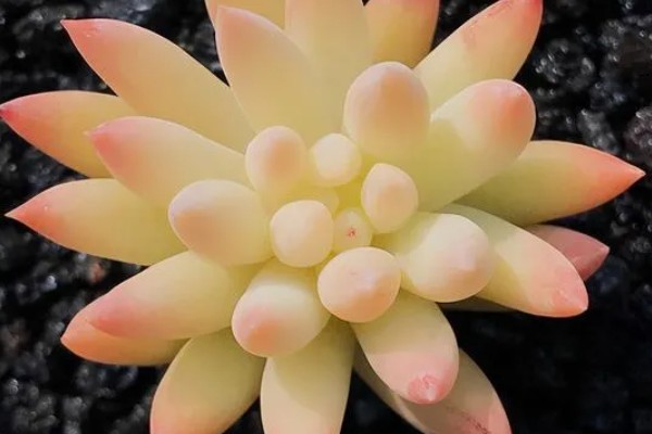 千佛手如何繁殖，可叶插、播种或分株繁殖