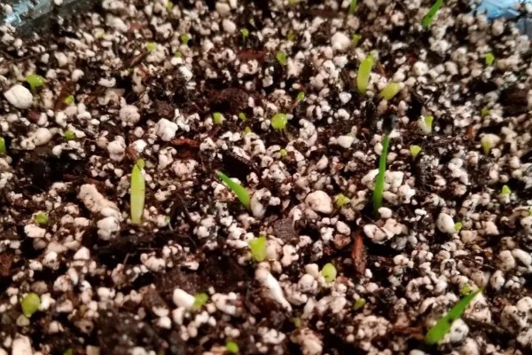 千佛手如何繁殖，可叶插、播种或分株繁殖