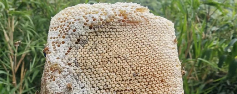 蜂巢蜜有没有人造的,有人造的蜂巢蜜