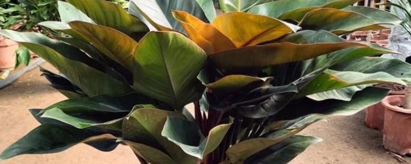 红钻的养殖方法，适宜生长在湿润的环境中