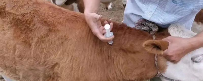 牛皮下针注射方法，用食指和拇指捏起牛的皮肤再注射