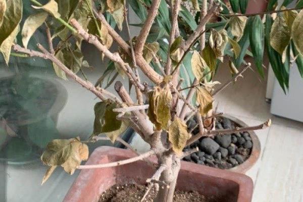 为什么腊梅树夏天叶子会枯萎,可能是由于干旱缺水所致