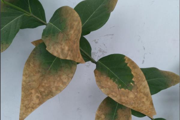 为什么腊梅树夏天叶子会枯萎,可能是由于干旱缺水所致