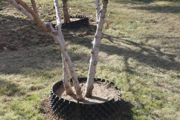 为什么腊梅树夏天叶子会枯萎,可能是由于干旱缺水所致