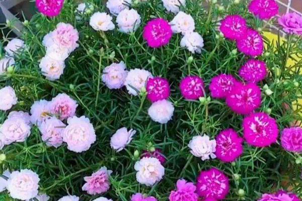 重瓣太阳花如何过冬，需要将养殖温度控制好