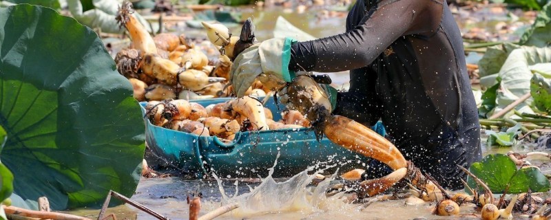 莲藕褐纹病的发病症状,叶正面会出现针头大小的黄褐色小斑点