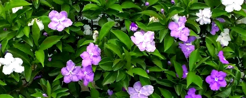 鸳鸯茉莉的修剪方法,较长的枝条要适当的修剪