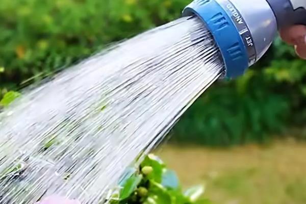 重瓣太阳花如何过冬，需要将养殖温度控制好