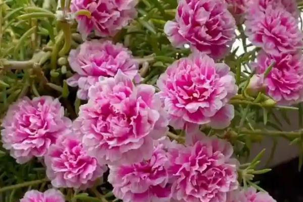 重瓣太阳花如何过冬，需要将养殖温度控制好