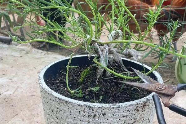 重瓣太阳花如何过冬，需要将养殖温度控制好