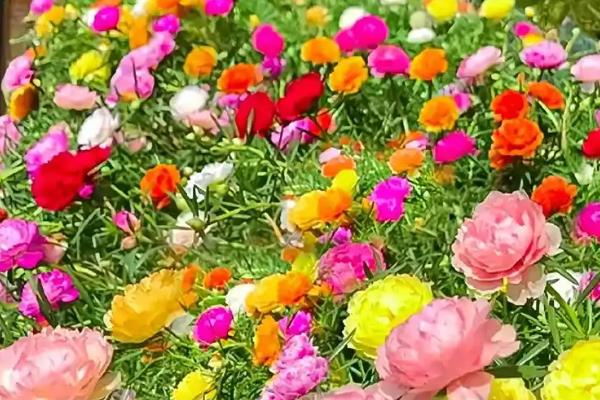 重瓣太阳花如何过冬，需要将养殖温度控制好