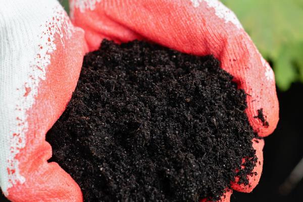 重瓣太阳花如何过冬，需要将养殖温度控制好